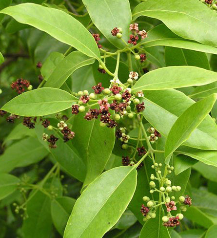Sandalwood Plant.