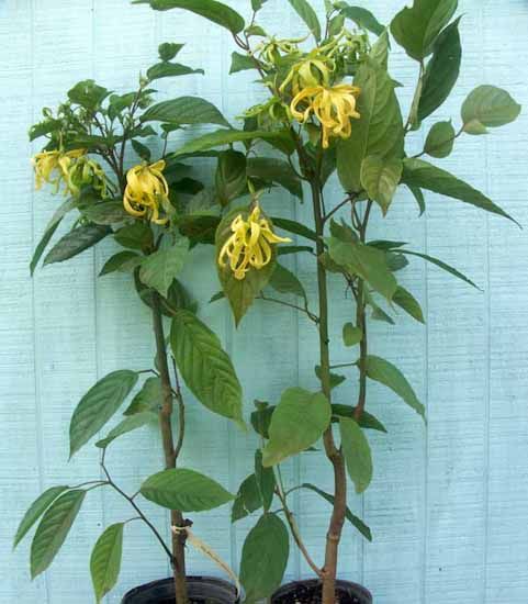 Ylang Ylang Flower Plant.
