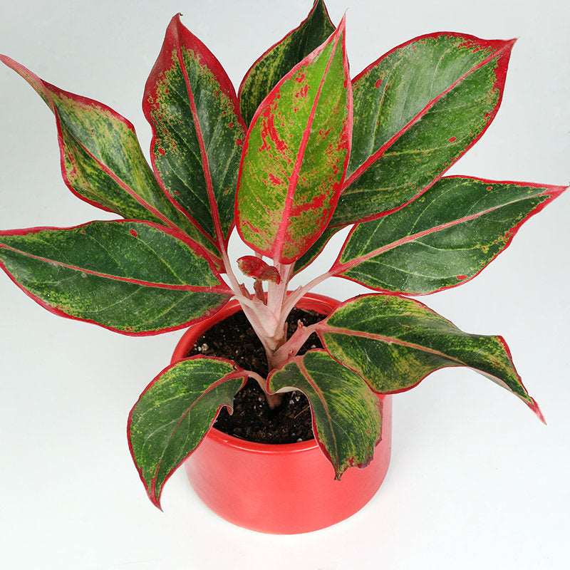 Aglaonema Lipstick (Chinese Evergreen) Plant.