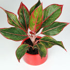 Aglaonema Lipstick (Chinese Evergreen) Plant.