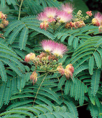 Persian silk Plant - Albizia Julibrissin.