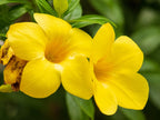 Allamanda Plant.