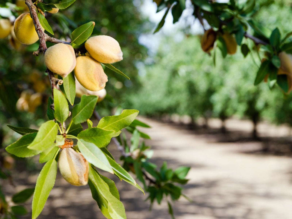 Grafted Almond Fruit Plant.