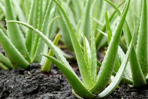 Green Aloe Vera Plant.
