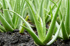 Green Aloe Vera Plant.