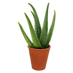 Green Aloe Vera Plant.