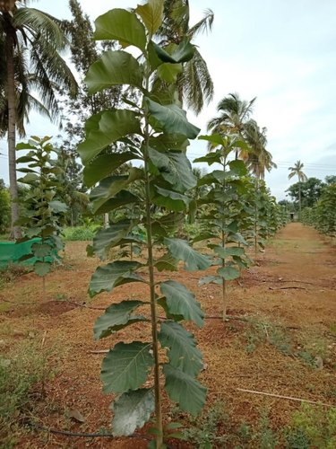 Teak Tree Sapling.