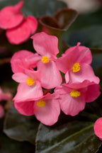 Begonia Pink Plant.