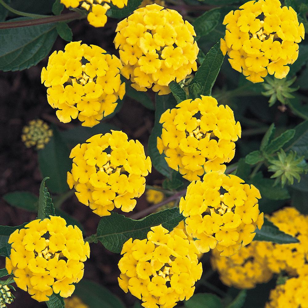 Yellow Lantana Plant.