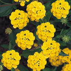 Yellow Lantana Plant.