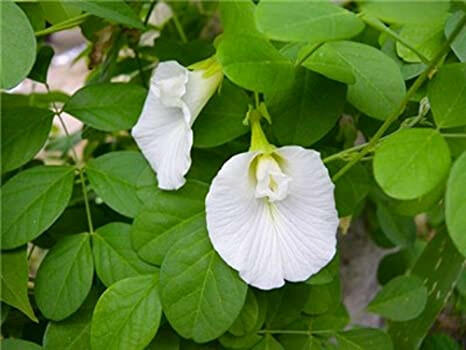 Butterfly Pea Plant - Asian pigeon wings - Clitoria ternatea (White).