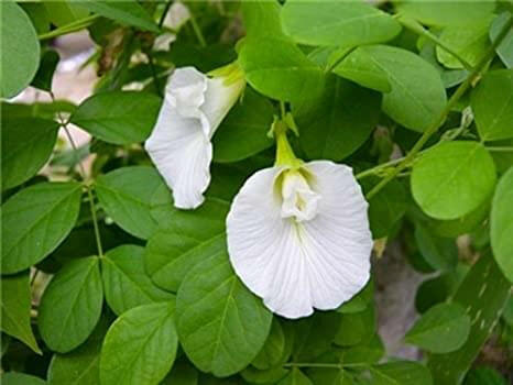 Butterfly Pea Plant - Asian pigeon wings - Clitoria ternatea (White).