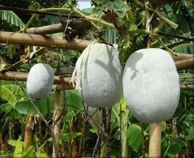 Ash Gourd Vegetable Seed Balls.