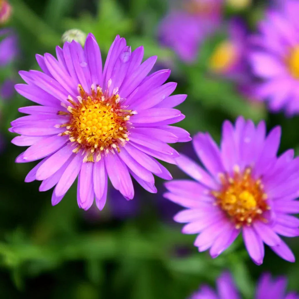 Aster Plant - ‎Aster amellus