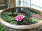 Pink Water Lily Plant.