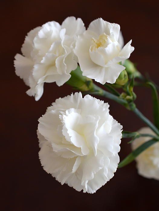Carnation White Plant.