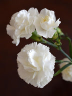 Carnation White Plant.