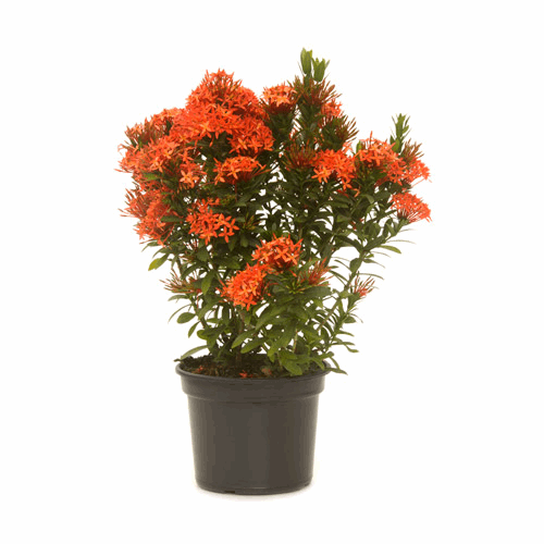 Dwarf Ixora (Red) Plant.