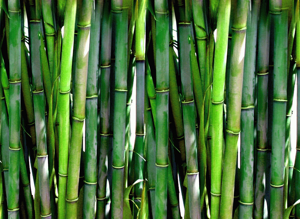 Bheema Bamboo Plant.
