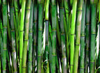 Bheema Bamboo Plant.