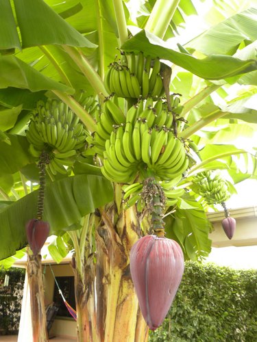 Grafted Hill Banana Plant.