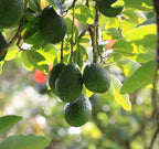 Grafted Avocado Fruit Plant.