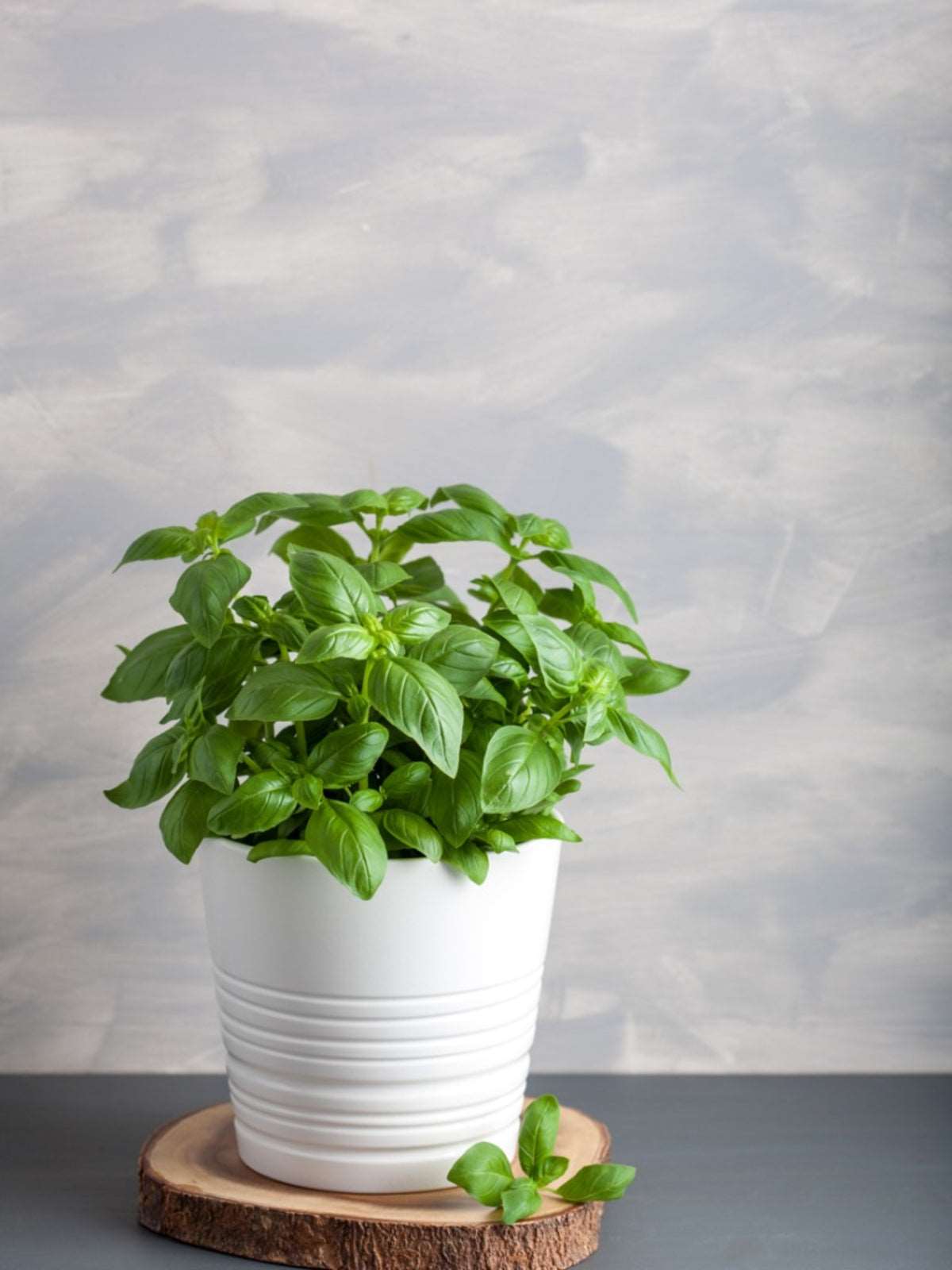 Sweet Basil Plant - Sabja Plant.