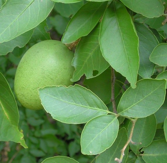 Vilvam Plant - Indian Bael -  Bilva Plant.