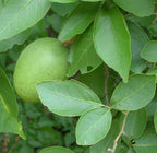 Vilvam Plant - Indian Bael -  Bilva Plant.