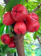 Grafted Water Apple.