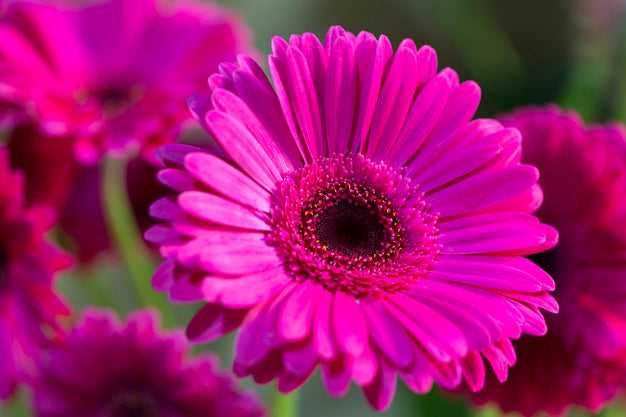 Pink Gerbera Plant.