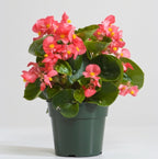 Begonia Pink Plant.