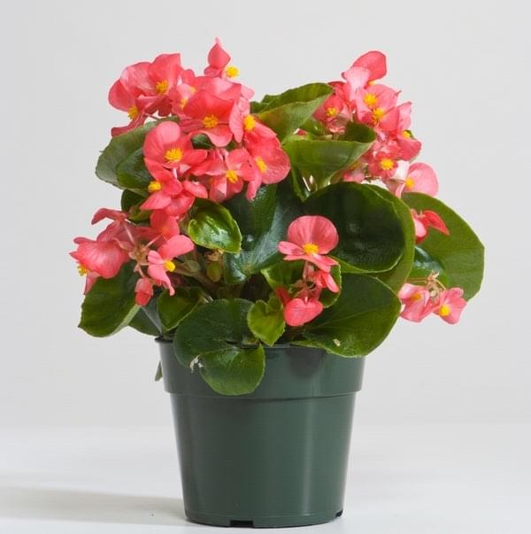 Begonia Pink Plant.