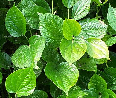 Dark Green Betel Leaf Plant - Paan Plant.