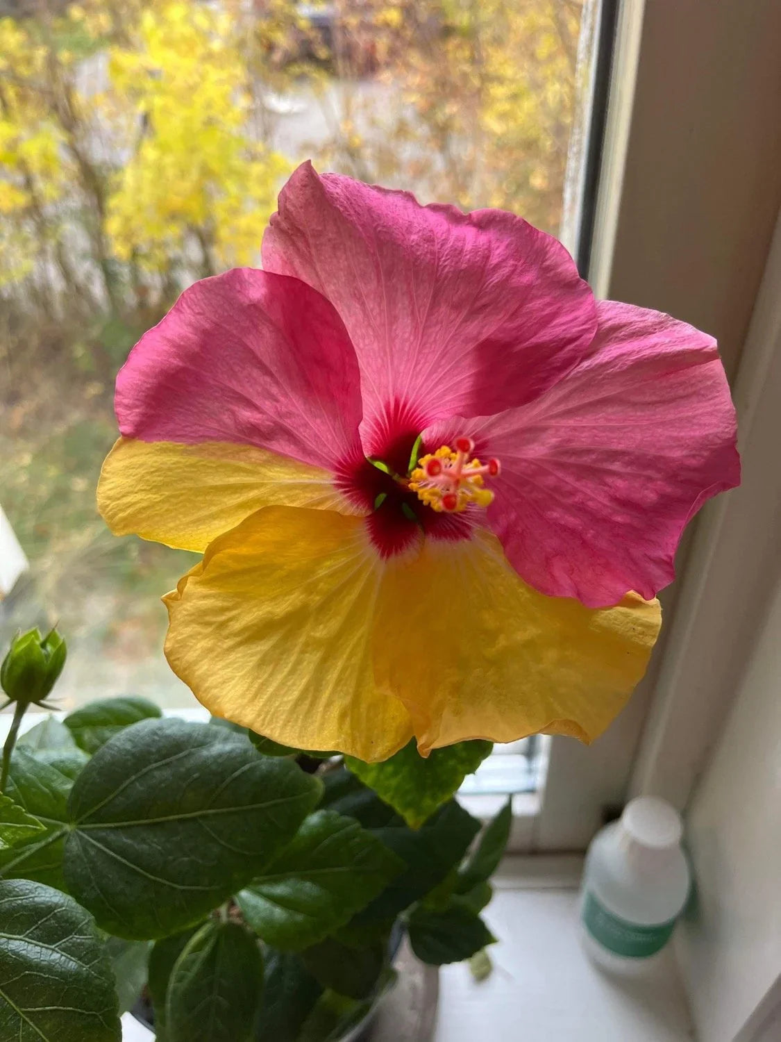 Yellow Pink Double Color Hibiscus Plant