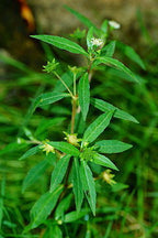 Bhringaraj Plant - False Daisy.