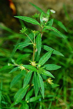 Bhringaraj Plant - False Daisy.