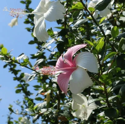 White Pink Double Color Hibiscus Plant