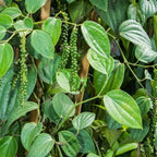 Black Pepper Plant.