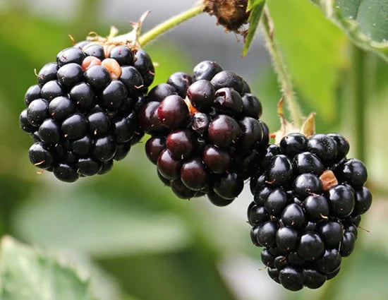 Grafted Blackberry Fruit Plant