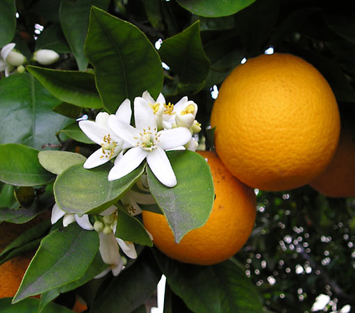 Grafted Orange Fruit Plant.