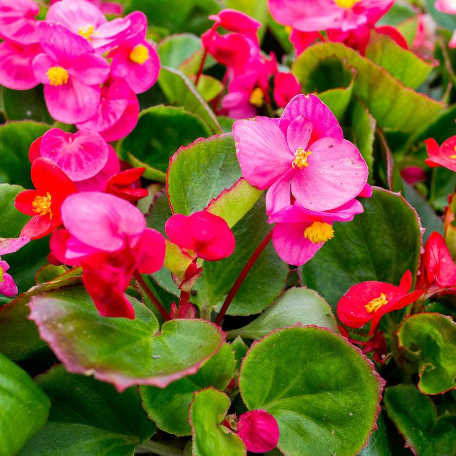 Begonia Pink Plant.