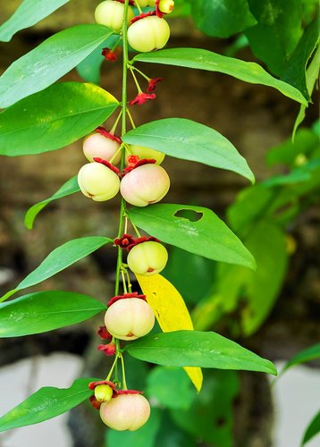 Multivitamin Plant - Thavasi Keerai.