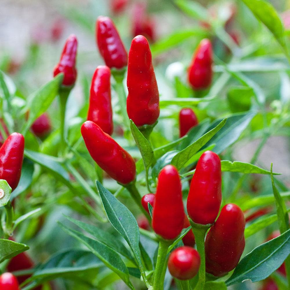 Ornamental Chilli Red Plant.