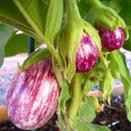 Brinjal Striped Violet Plant.