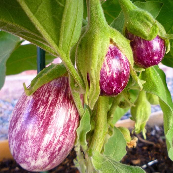 Brinjal Striped Violet Plant.