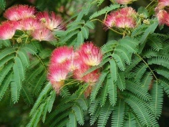 Persian silk Plant - Albizia Julibrissin.