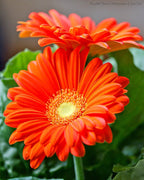Orange Gerbera Plant.