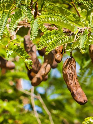 Tamarind Tree Sapling.