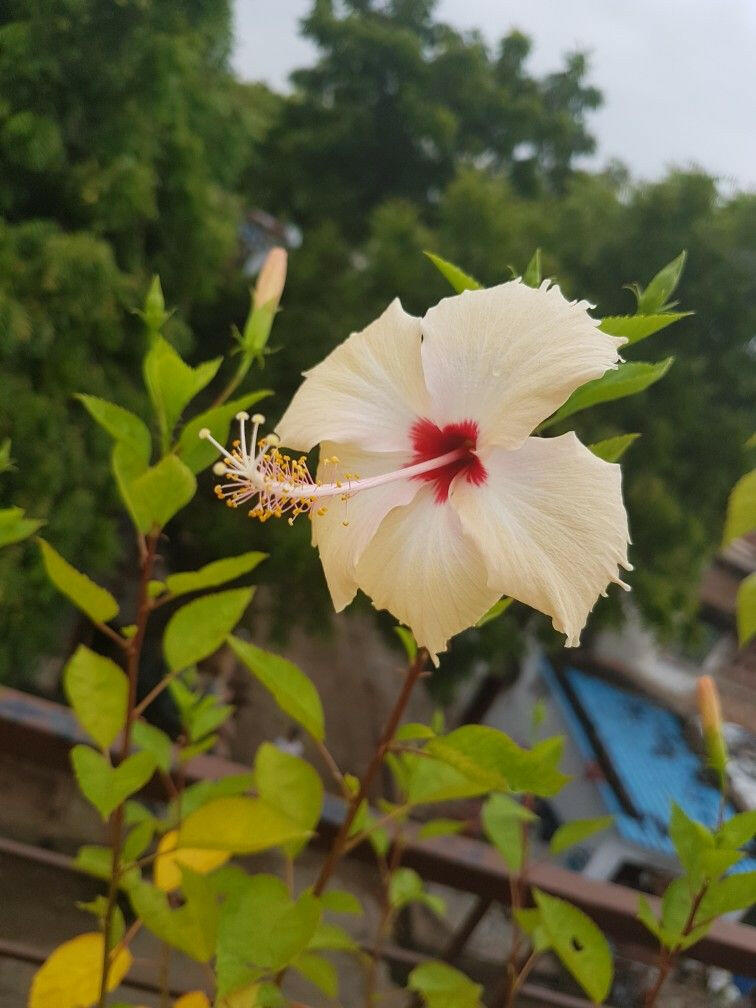 Cream Hibiscus Plant - Gudhal Plant.